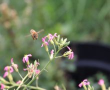 Gartenaktionen in Planung