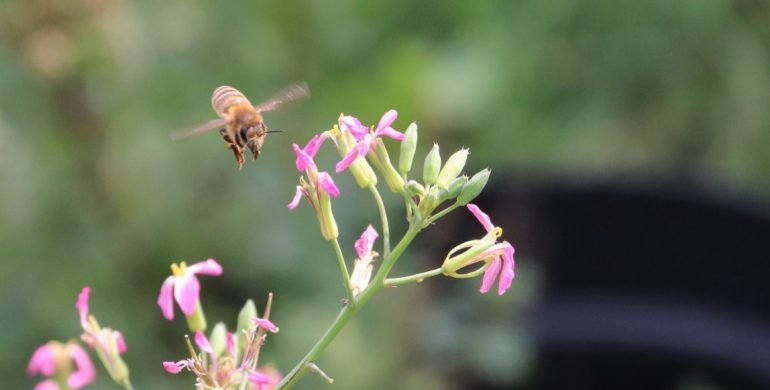 Gartenaktionen in Planung